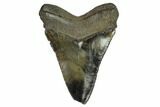 Serrated, Fossil Megalodon Tooth - Glossy Enamel #125338-1